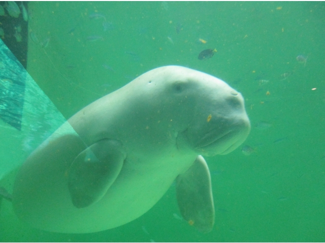 水族館では、餌やり、ショーを鑑賞!！