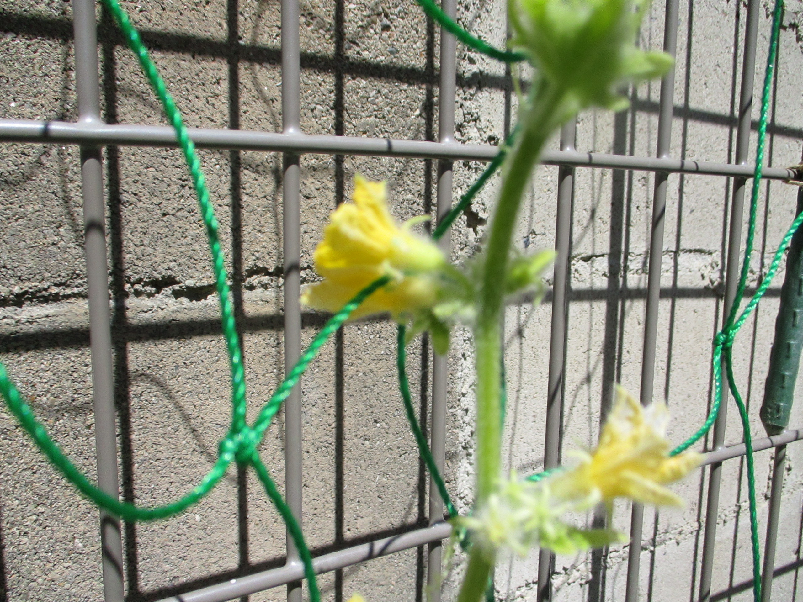 きゅうり