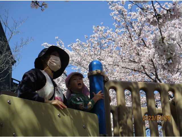 桜がいっぱい咲いてました！