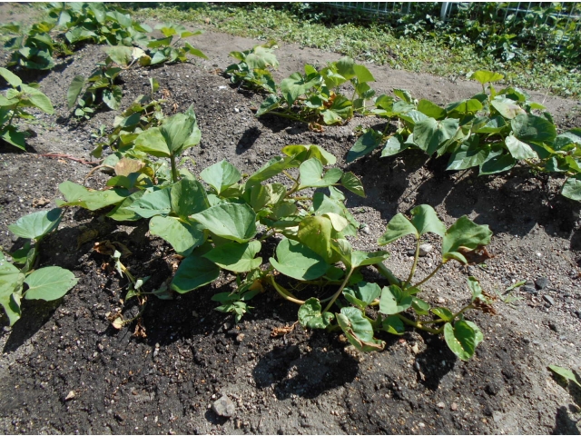 2歳児も植えたさつまいも