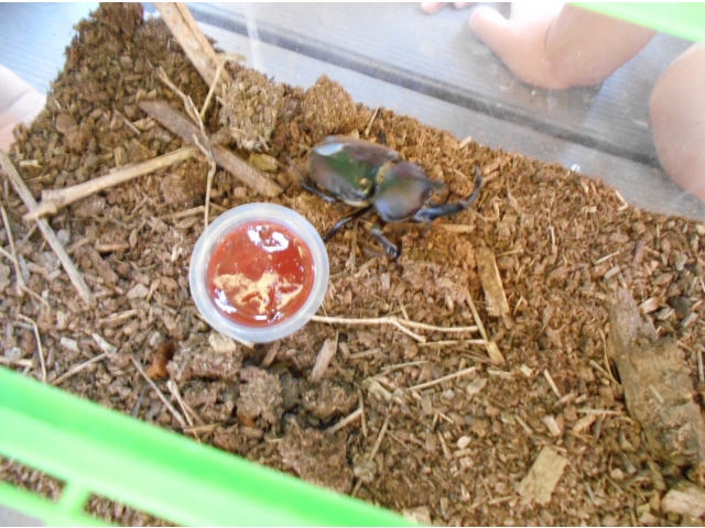 カブトムシが出てきた！