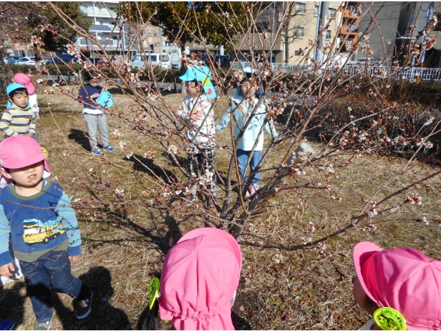 お花が咲いてるね。