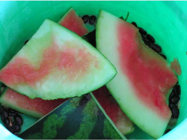 気づいたらこんなにきれいに
食べた子もいました☆