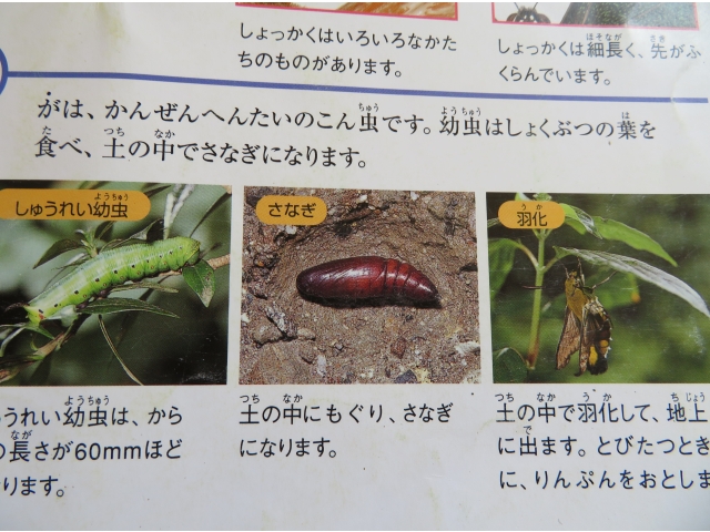 子どもたちが教えてくれました