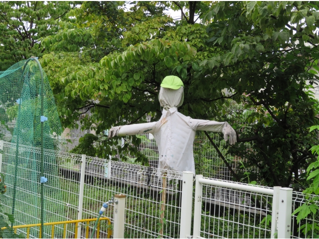 かかしのここなちゃん