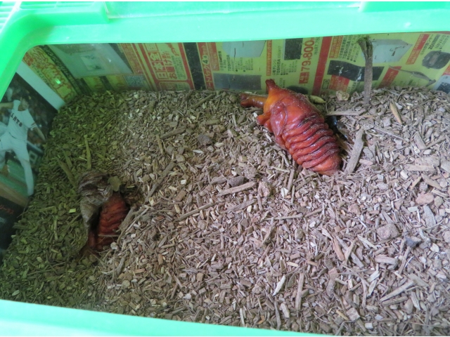 土に潜らないカブトムシ