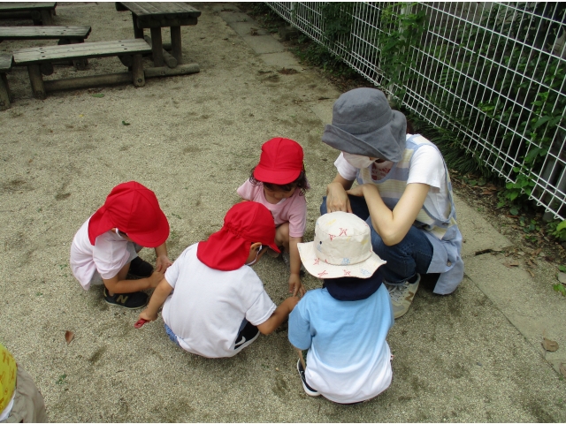 園庭の隅でダンゴムシとアリを探しています。何匹見つかったのかな？