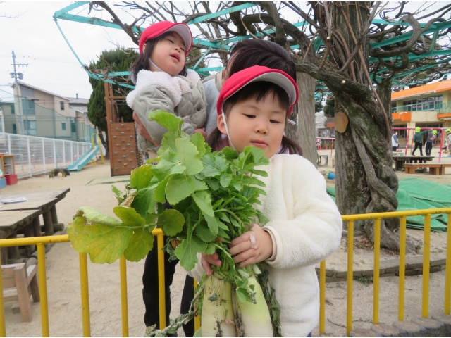 大きな大根が取れたよ😊