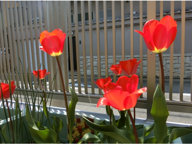 去年植えたﾁｭｰﾘｯﾌﾟ綺麗に咲いたよ🌷