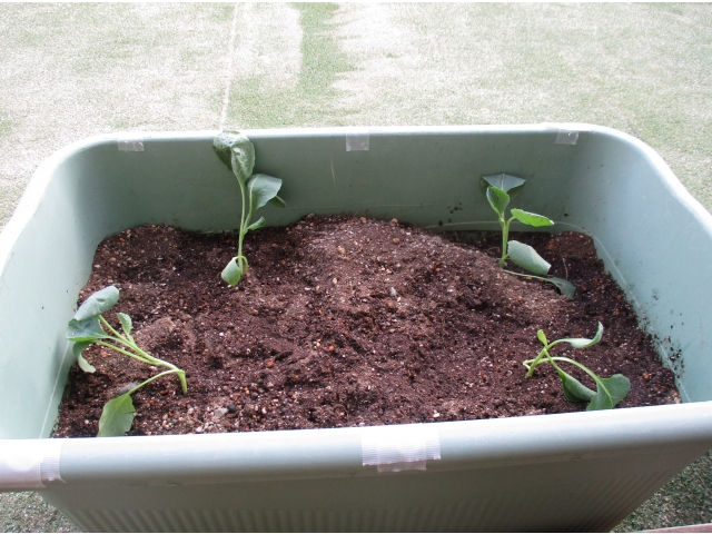 みんなで苗を植えました