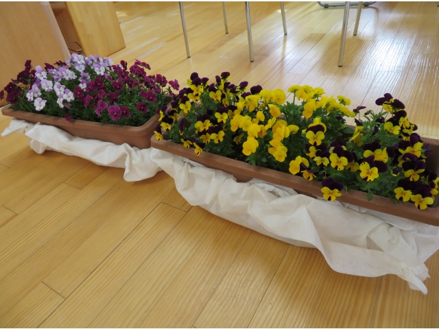 園庭で育てているお花です❀