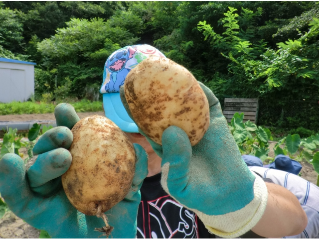 お芋2コで顔1コ分！
立派でしょ☆