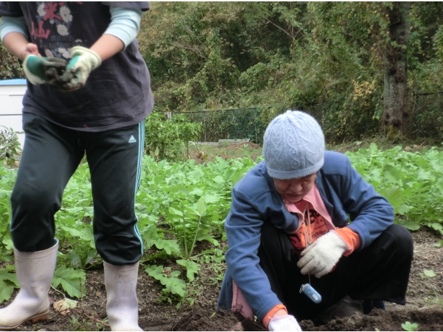 次は明知の出番です☆
どれどれ、芋はどこかな～？