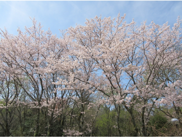 今年も桜が満開です！
