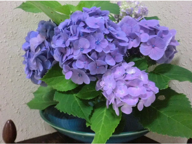 紫陽花もキレイに咲きました。