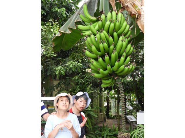バナナが沢山だ～♪♪