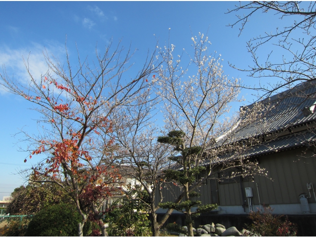 冬に桜もいいものですね。