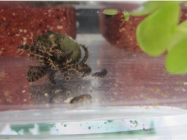 ホタルの幼虫のエサは『タニシ』
新鮮なタニシを投入すると我先に食らいつきます！
