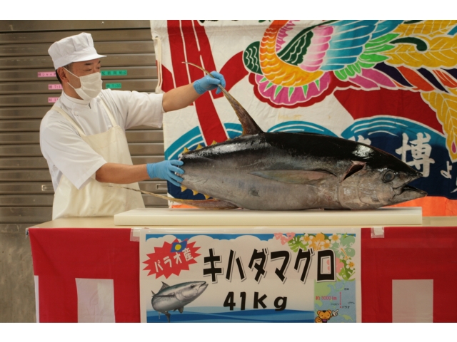 キハダマグロ登場！