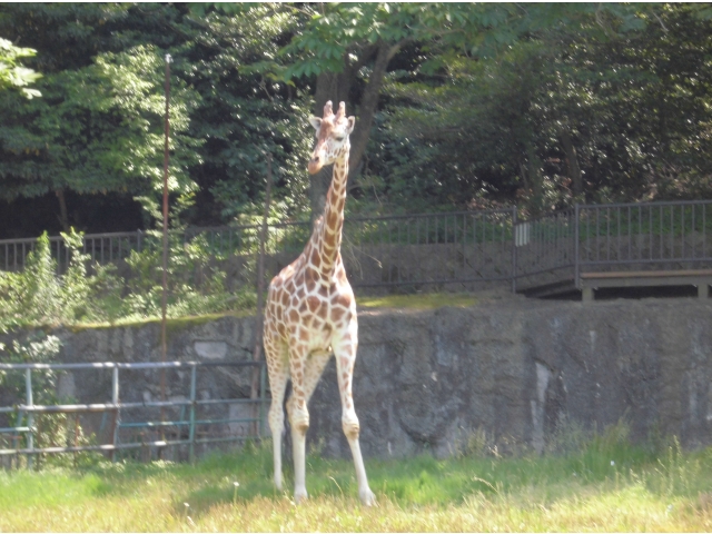 キリンに大興奮でした