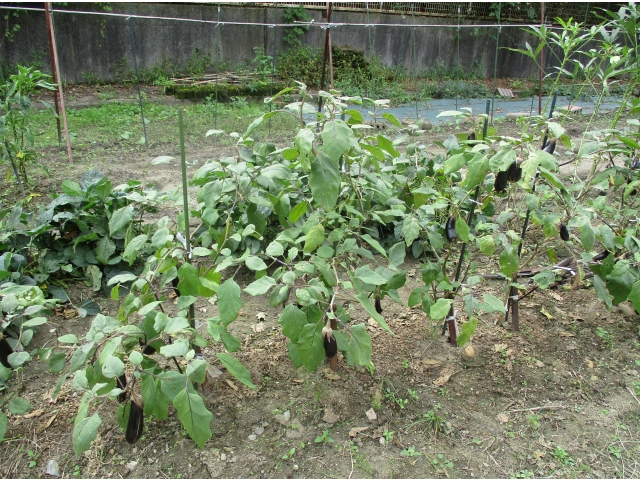 南面にはナスなど色々植えられています。