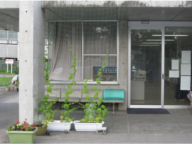 作業棟入口のゴーヤです