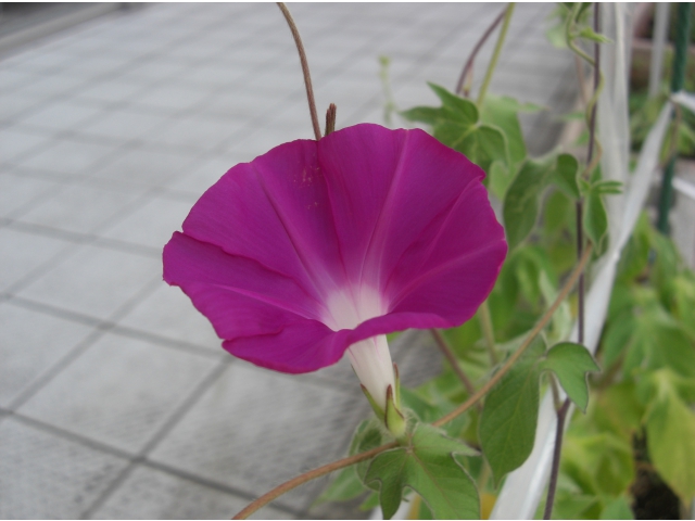 きれいに咲きました