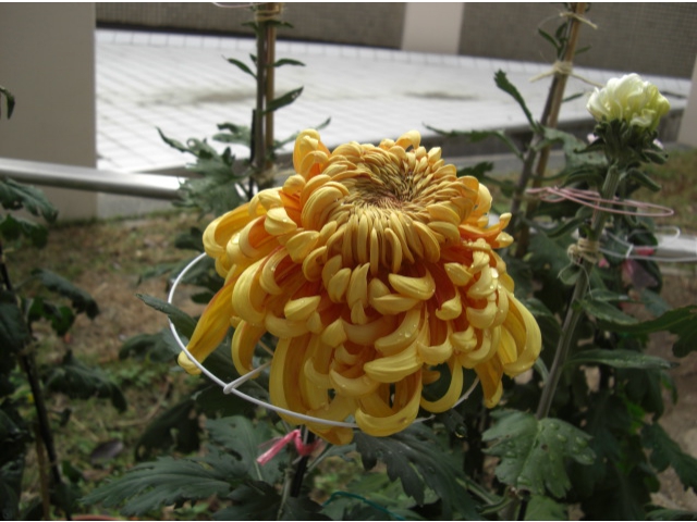 花びらがたーくさんありますね