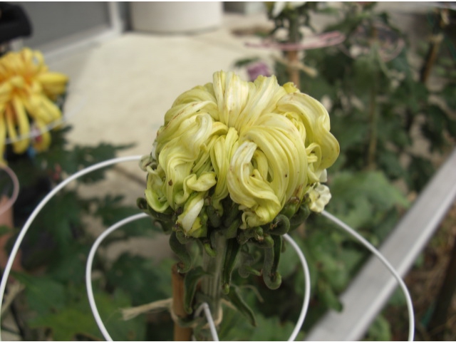 黄色のほか、白も咲きそうです