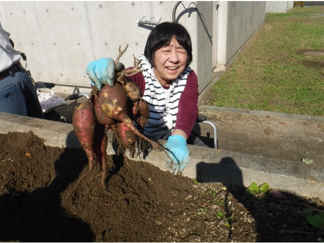 大きいお芋が収穫できました