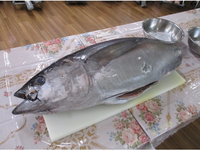 マグロ登場！