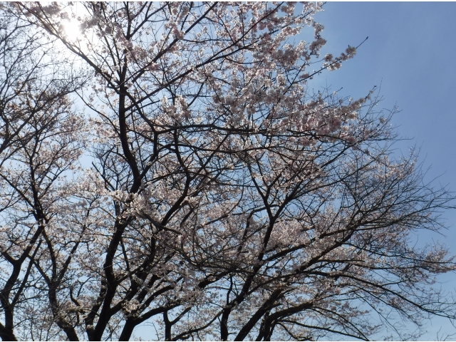 きれい……