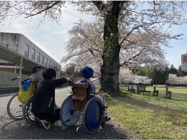 桜にうっとり……