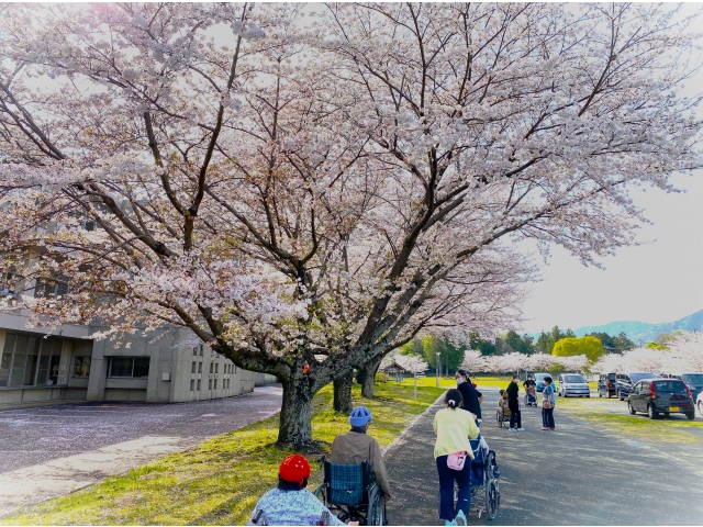 観桜会