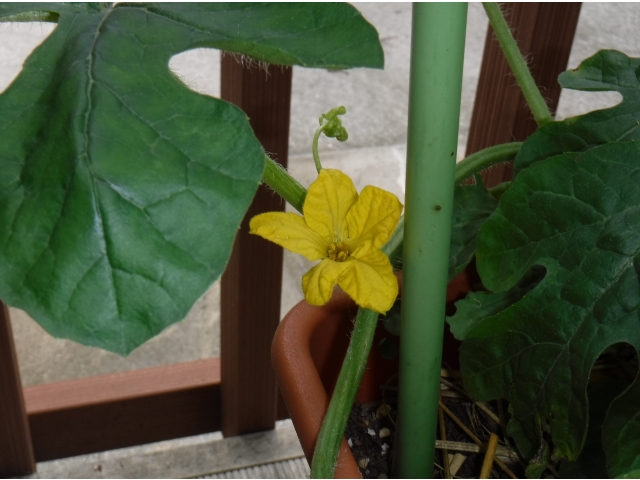 スイカは大きな花をつけました。期待大です。