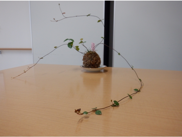 芸術的な苔玉💕