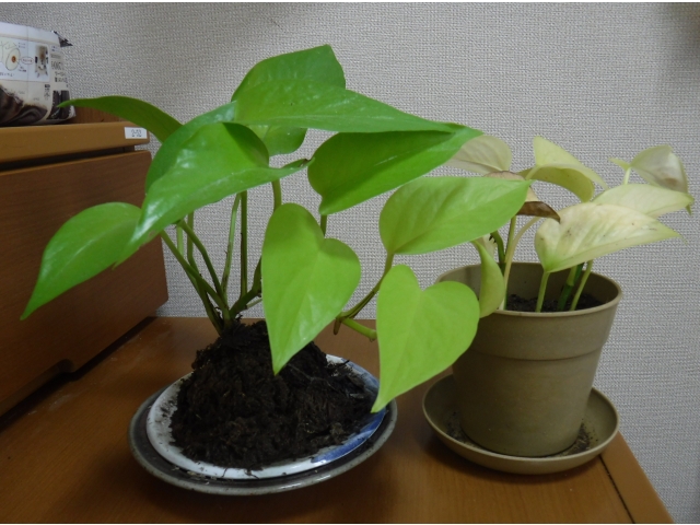 自分で挿し木して増やしました👏👏👏