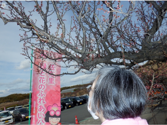 「あれ～？！咲いてないね」とがっかりしましたが・・・