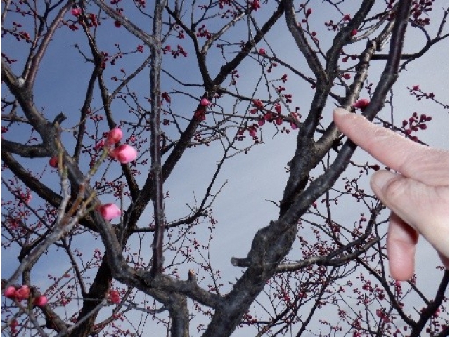 帰りは「ほら咲いてるよ」と梅の花を探しながら車に戻りました