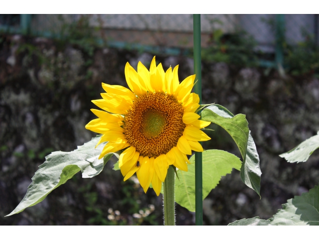 夏気分！元気になれそうな気がします。