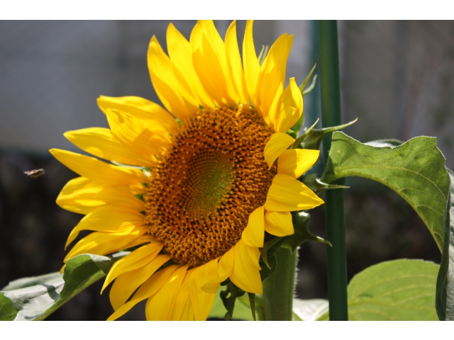 ハチが寄って来ます