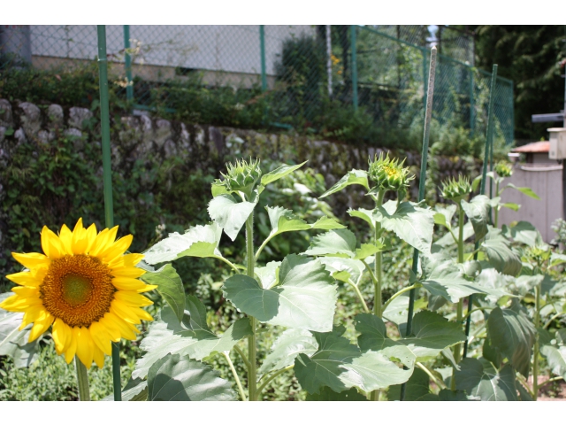 まだまだ、つぼみが多いです。