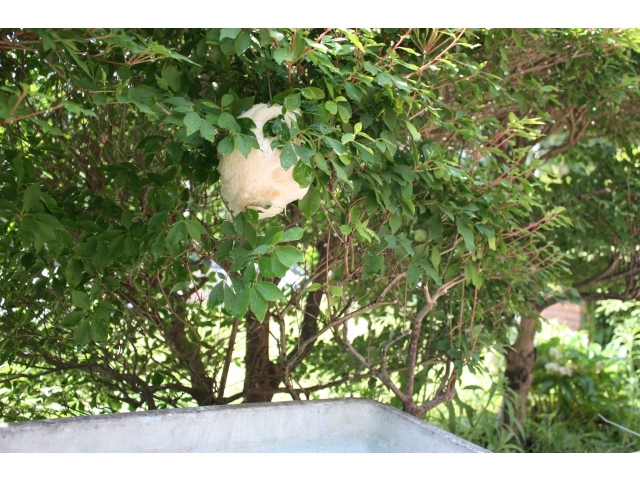 今年もモリアオガエルやってきました！