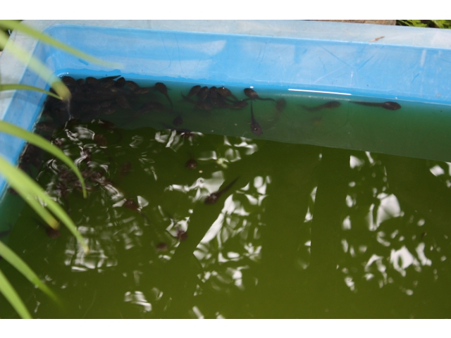 群がっています