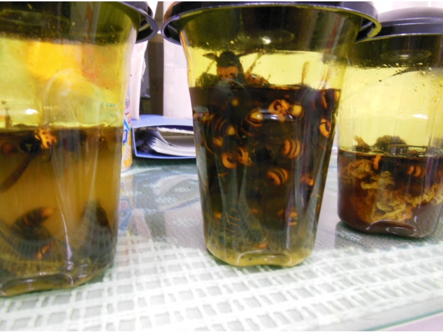 最初の写真にもなった真ん中のポットは49匹ものスズメバチが入っていました。