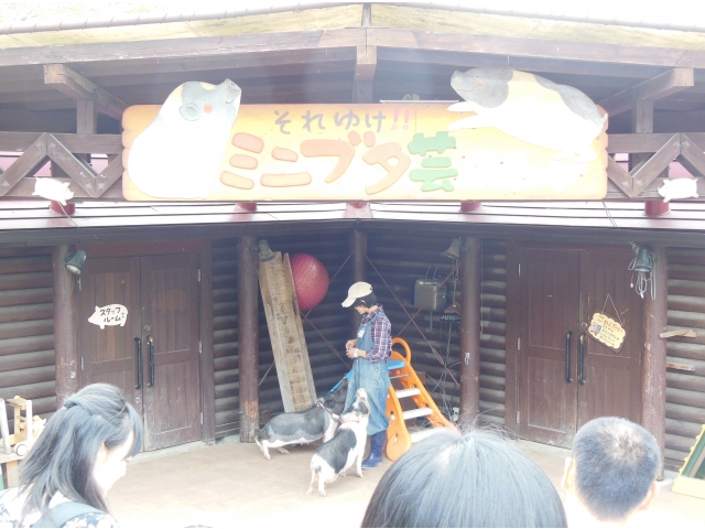 ミニブタショー