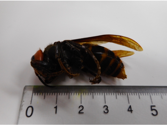 1番危険な
オオスズメバチ
