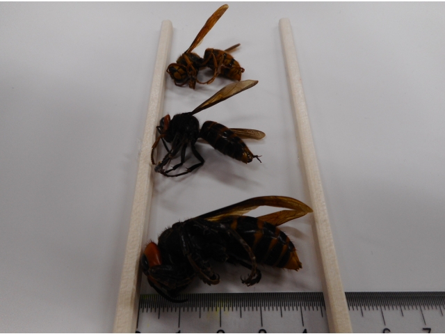 割りばしの幅を4.5cmにして並べてみました。