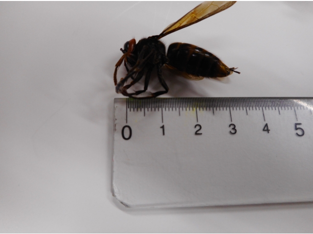 オオスズメバチそっくりな
コガタスズメバチ