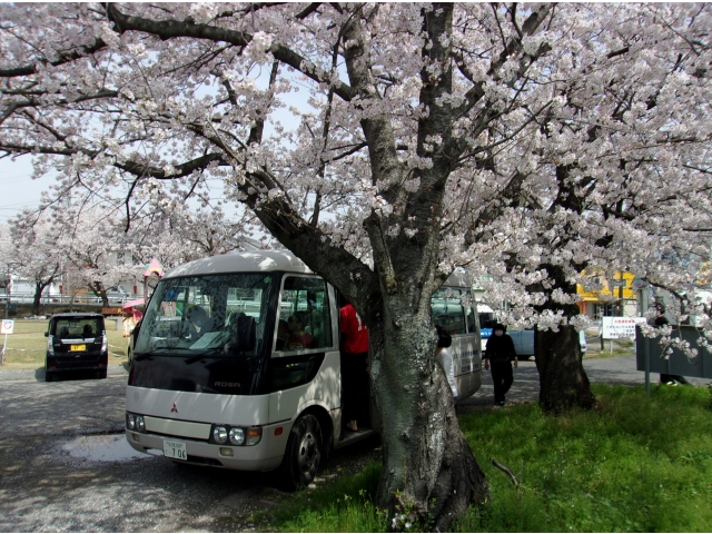 奇麗な桜ですね～！！